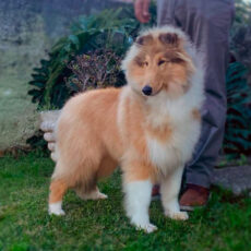 Collie Em Ituverava – KCRP & KCT