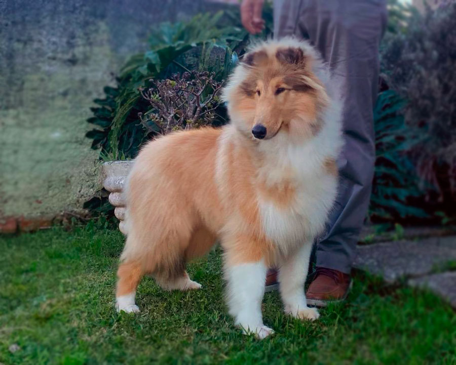 Collie Em Ituverava – KCRP & KCT