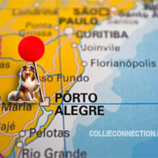 Exposições de Inverno KCRGS: Collie