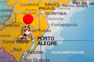 Exposições de Inverno KCRGS: Collie