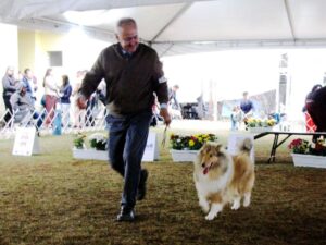 Collie na 1ª Etapa Circuito KCSP 2025