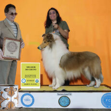 Collie em Juiz de Fora: Outono 2025