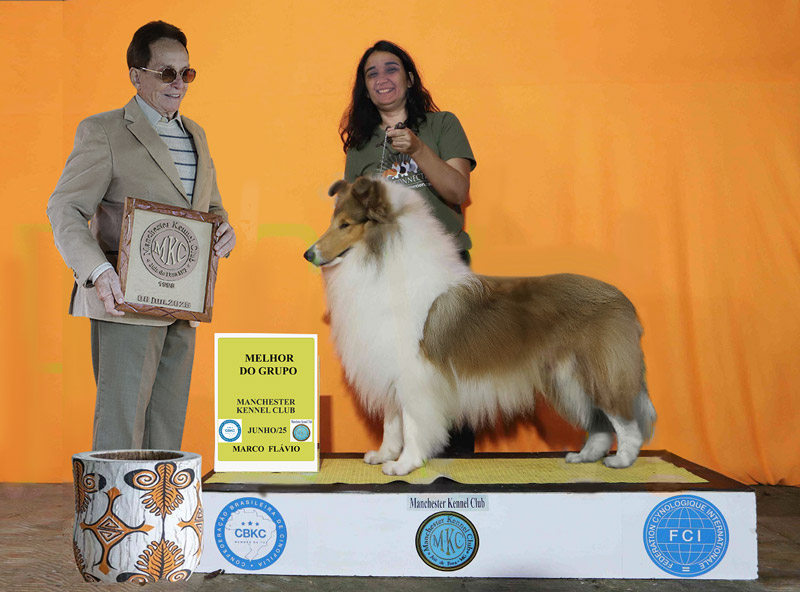 Collie em Juiz de Fora: Outono 2025