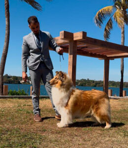Collie em Brasília: KCG & KCB