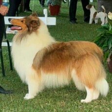 Collie em Vespasiano – KCPA & FMC