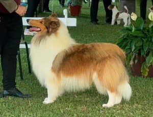 Collie em Vespasiano – KCPA & FMC