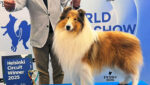 O Collie no WDS Circuit – Helsinque 2025