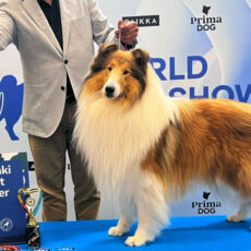 O Collie no WDS Circuit – Helsinque 2025