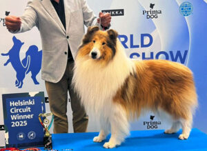 O Collie no WDS Circuit – Helsinque 2025