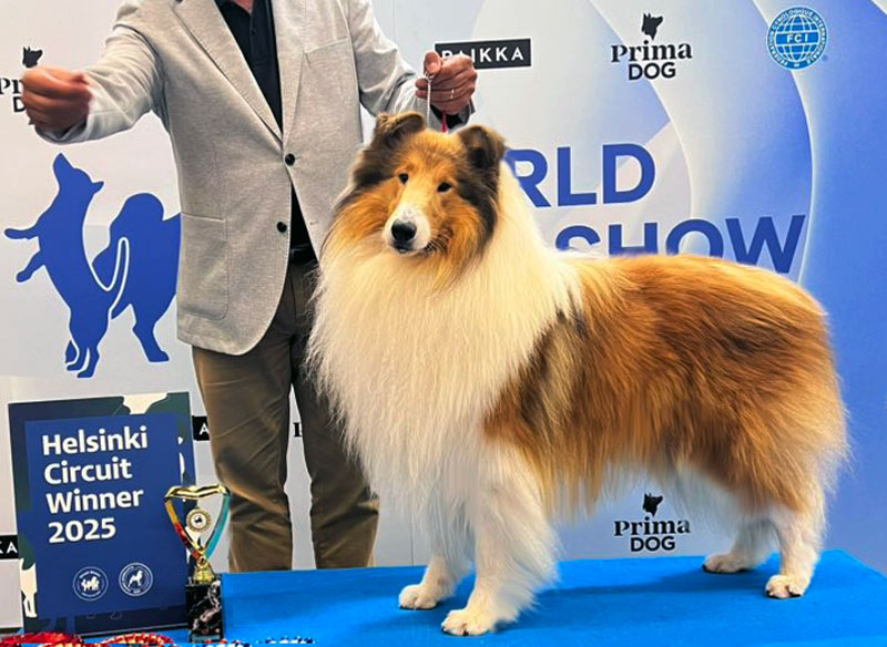 O Collie no WDS Circuit – Helsinque 2025