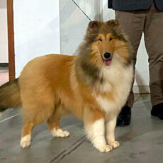 Aniversário CBKC 2025 – KCJ & KCF