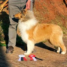 Potirendaba – Exposições Caninas RPKC & PPKC
