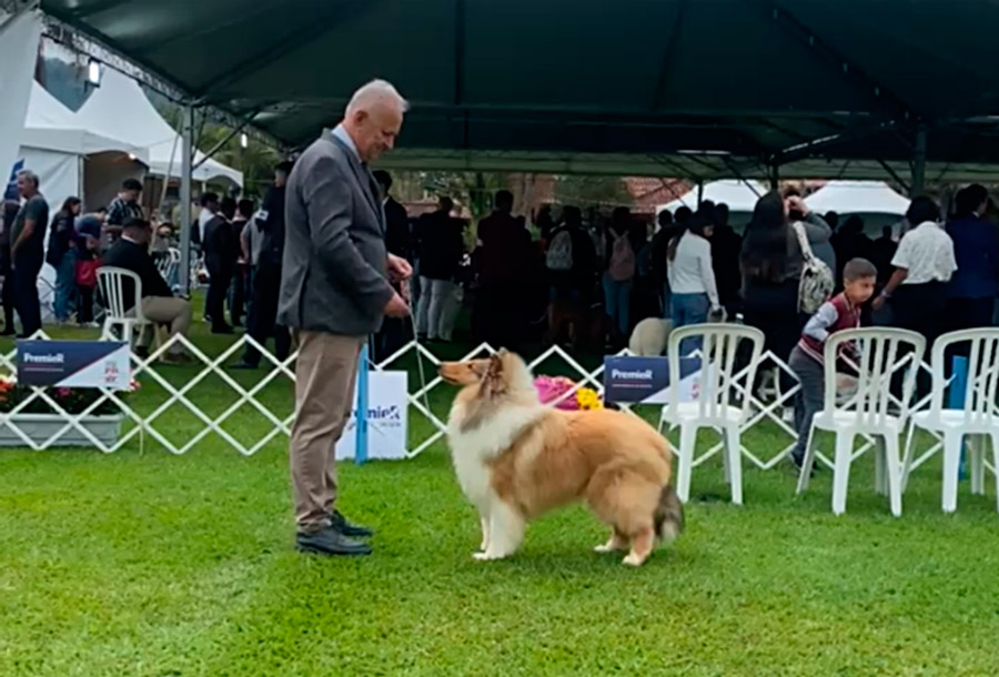 Collie no KCSP - Outubro 2025