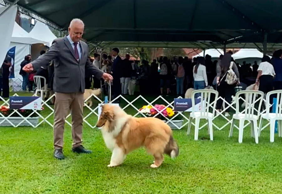 Collie no KCSP - Outubro 2025
