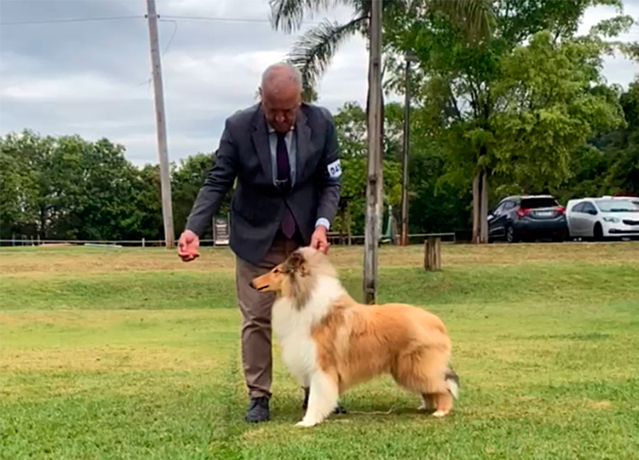 Collie no KCSP - Outubro 2025