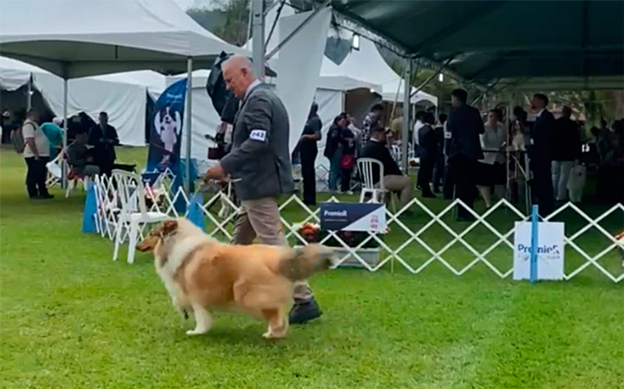 Collie no KCSP - Outubro 2025