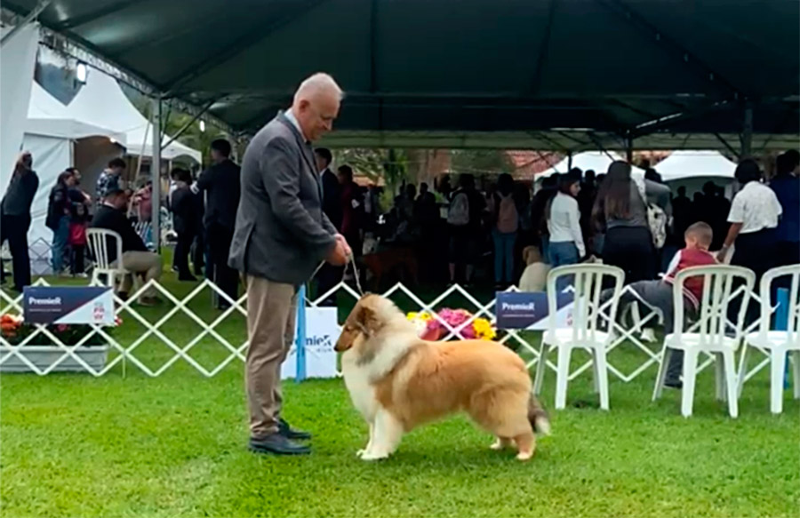 Collie no KCSP - Outubro 2025