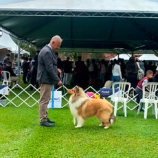 Collie no KCSP – Outubro 2025