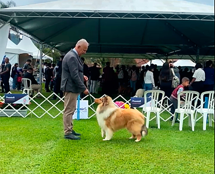 Collie no KCSP – Outubro 2025