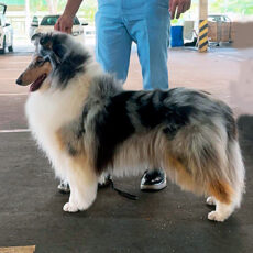 Exposições do KCC & KCNNF