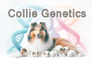CollieGenetics
