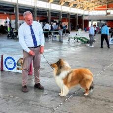 Dog Show Tramandaí 60 Anos
