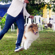 Bahia Royal Cup 2025