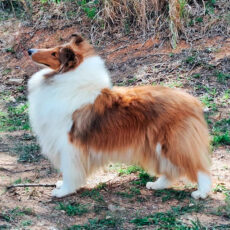 Manchester KC em Vespasiano