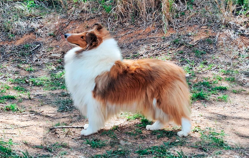 Manchester KC em Vespasiano