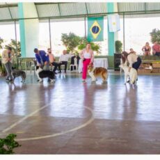 O Collie no Coração do Ceará – KCEC