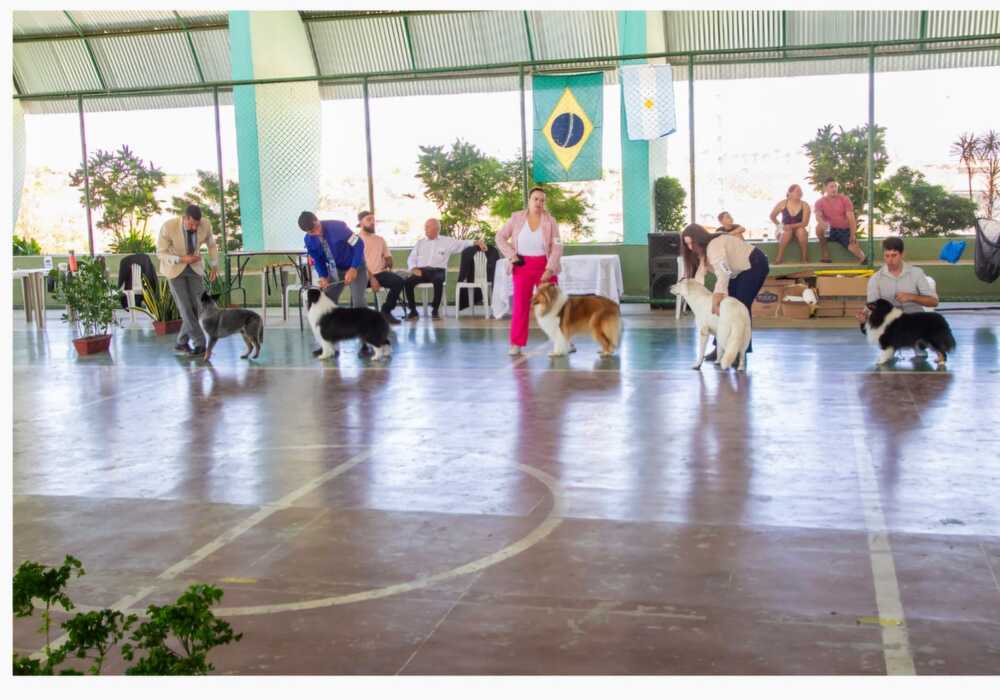 O Collie no Coração do Ceará – KCEC