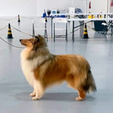 Dogshow dos Pinheirais