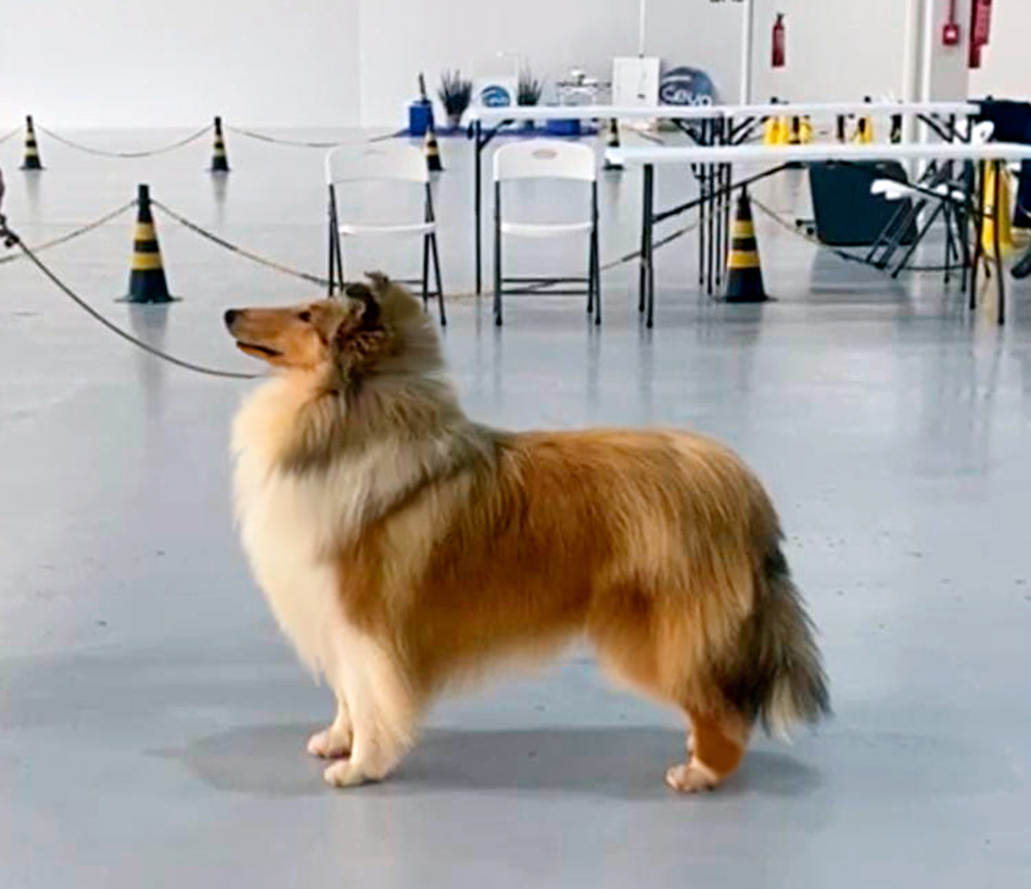 Dogshow dos Pinheirais