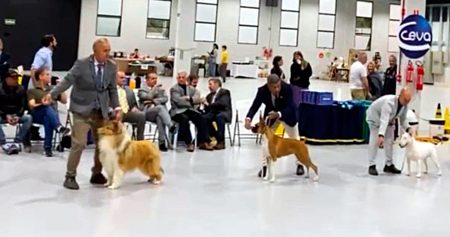 Dogshow dos Pinheirais