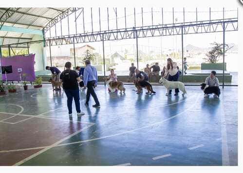 O Collie no Coração do Ceará