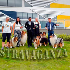 Campeonato Carioca – STRAVAGANZA 2025