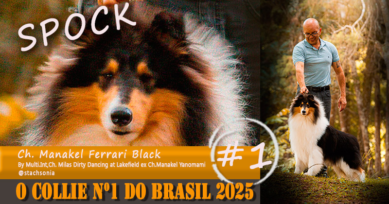 SPOCK - O Collie n 1 do Brasil 2025