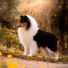 Melhor Collie de 2025 – Vencedores do Ranking CBKC