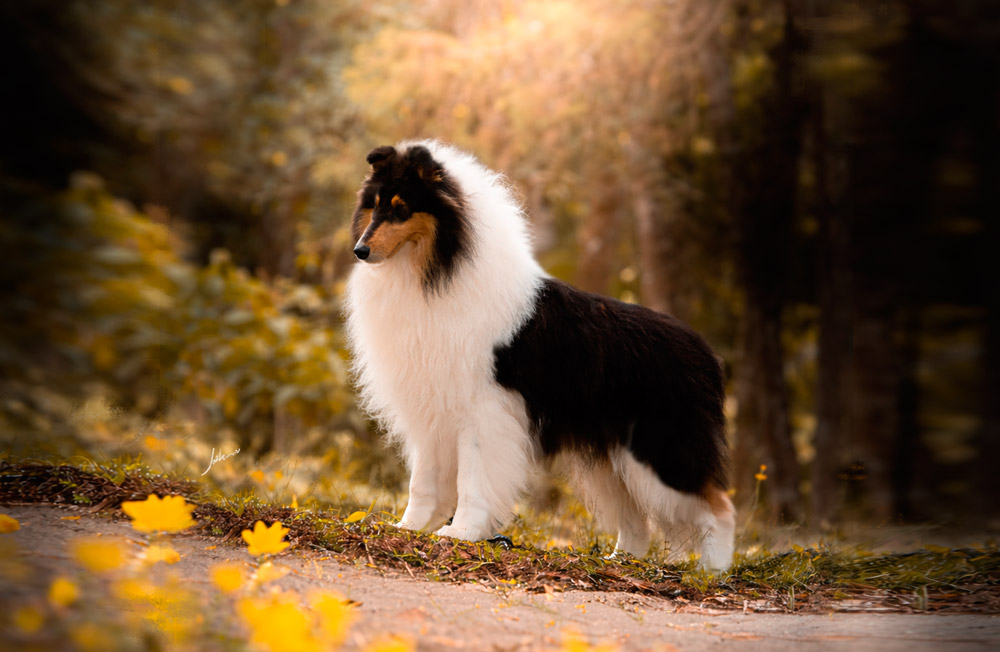 Melhor Collie de 2025 – Vencedores do Ranking CBKC