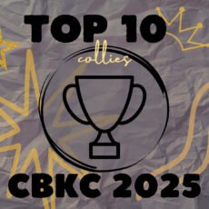 TOP 10 Collies do Ranking CBKC 2025
