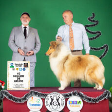 Vencedores 2025 DogShow – Collie