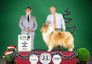 Vencedores 2025 DogShow – Collie