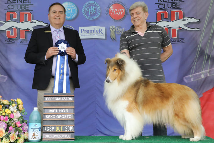Melhor Collie de 2018 - Vencedores do Ranking CBKC