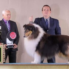 Melhor Collie de 2018 – Vencedores do Ranking CBKC