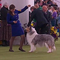 Collie no Westminster 2026