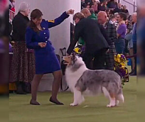 Collie no Westminster 2026
