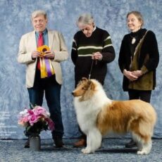 Alexandre Carvalho – Collie Club of New England