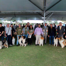 Pré-Nacional do Collie 2026