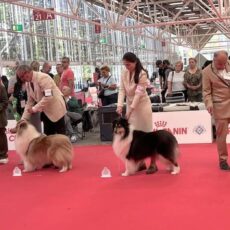WDS 2026 – Collies na Itália