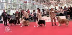 WDS 2026 – Collies na Itália